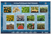 Электрифицированный стенд "Культурные растения"